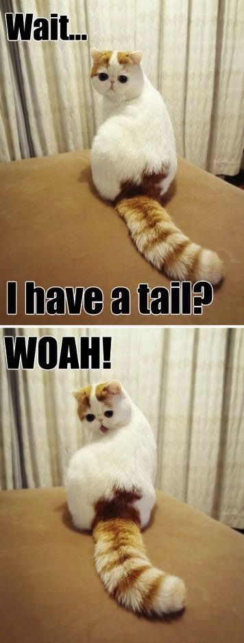I have a tail?