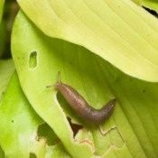 Keep slugs off your hostas by putting coffee grounds around them.