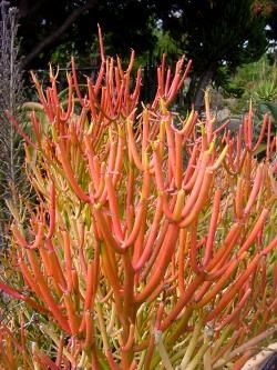 One of my favorites. Pencil Tree Cactus. Or Sticks on Fire.