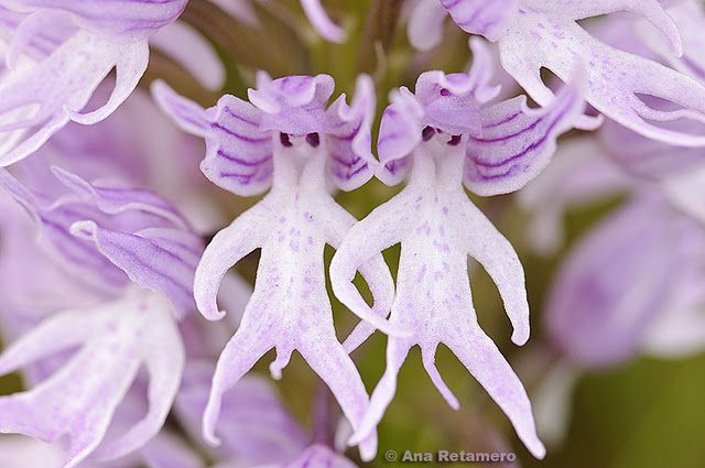 Orchis italica, also known by the English name "naked man orchid" – te