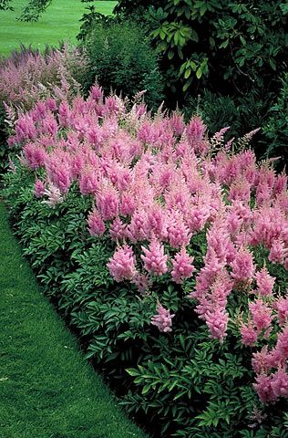 Pink Astilbe – Easy Care Perennial