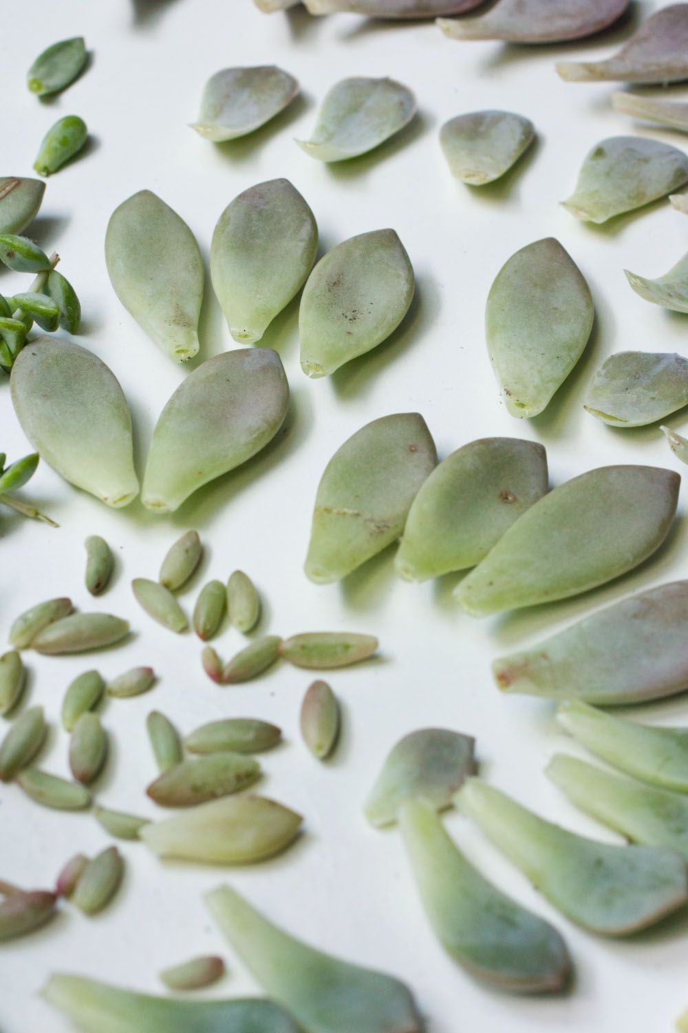Propagating Succulents from Leaves