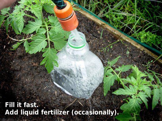 Slow release watering – plastic bottles, with just a few holes buried next to yo
