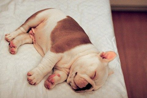 So tired…and sooo cute!
