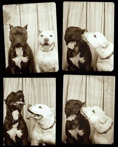 Staffies #dogs