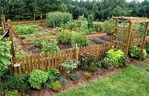 Summer Vegetable Gardening