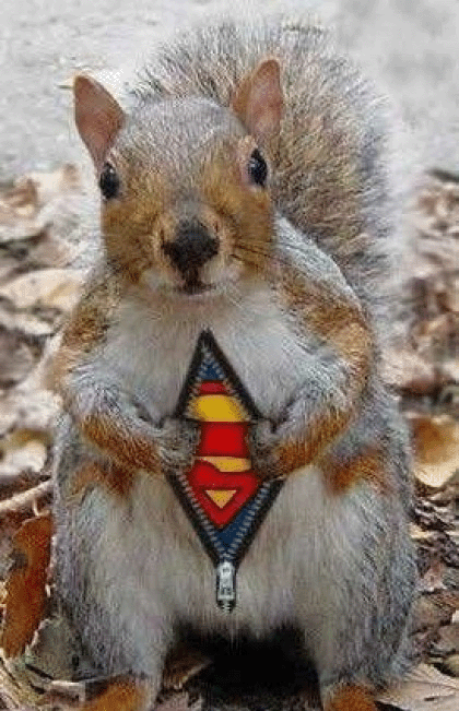 Super Squirrel !!!  he's cute haha  ew