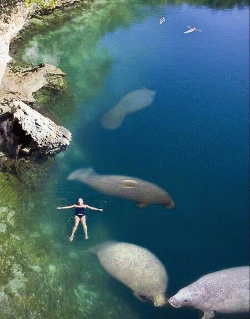 Swimming with manatees – as manatees can't survive in water below 60ºF,