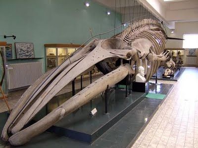 The Aquarium Museum