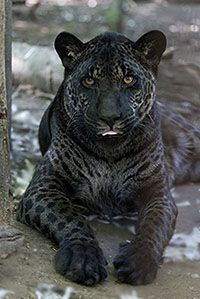 This is Jazhara.  Jazhara is a jaglion. The jaglions have a jaguar father and a