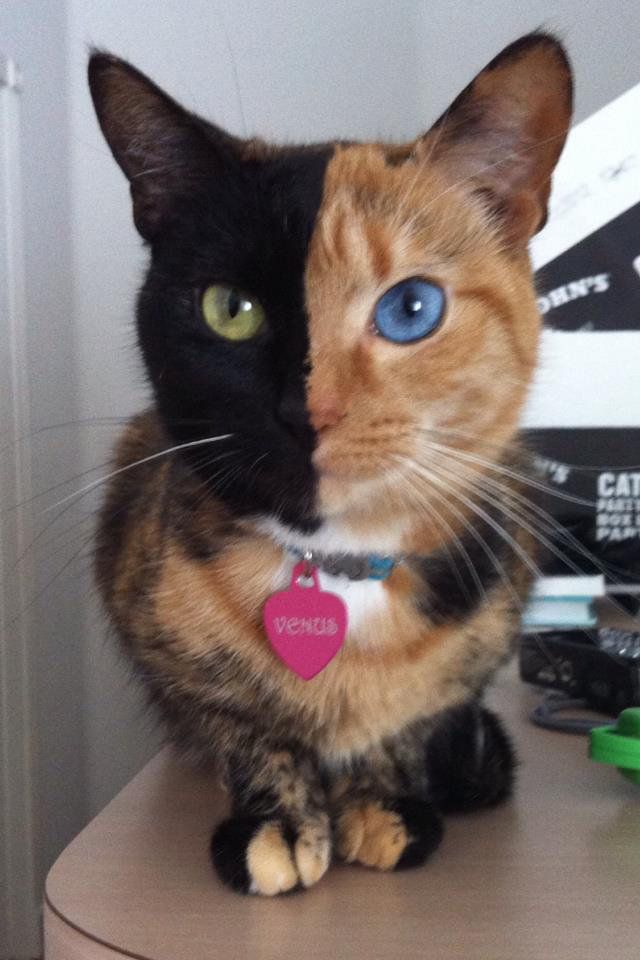 This is a chimera cat, who is it's own fraternal twin. (When two fertilized