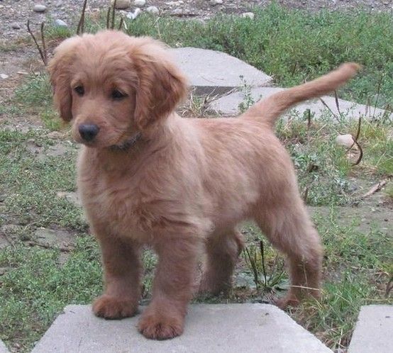 This is a fully grown Golden Cocker Retriever. In other words, a forever puppy
