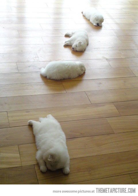 Trail of sleepy puppies…
