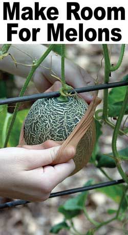 Vertical growing allows almost any gardener to find a space for melons. There ar