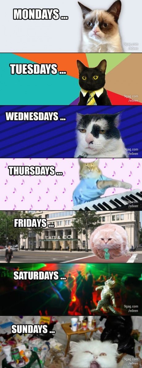 Week of Cats
