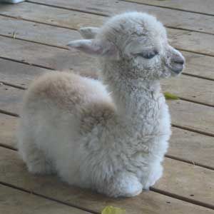 baby alpaca