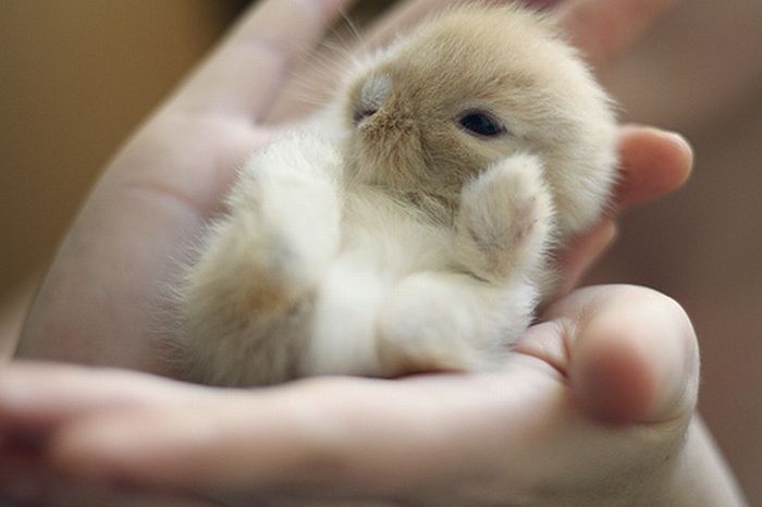 baby bunny eeeee!!