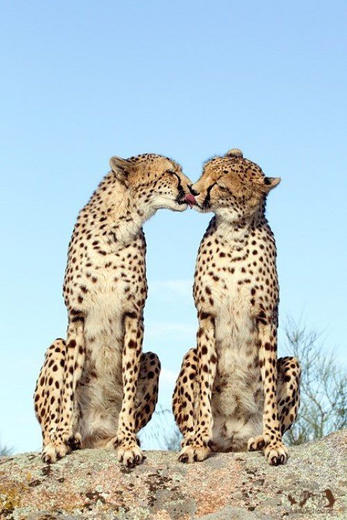 Cheetah (:
