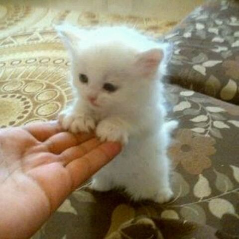 cute white kitten