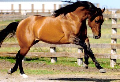 images of quarter horses – Bing Images