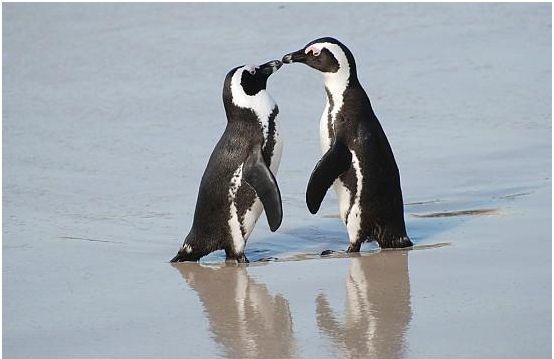 kissing peguins!
