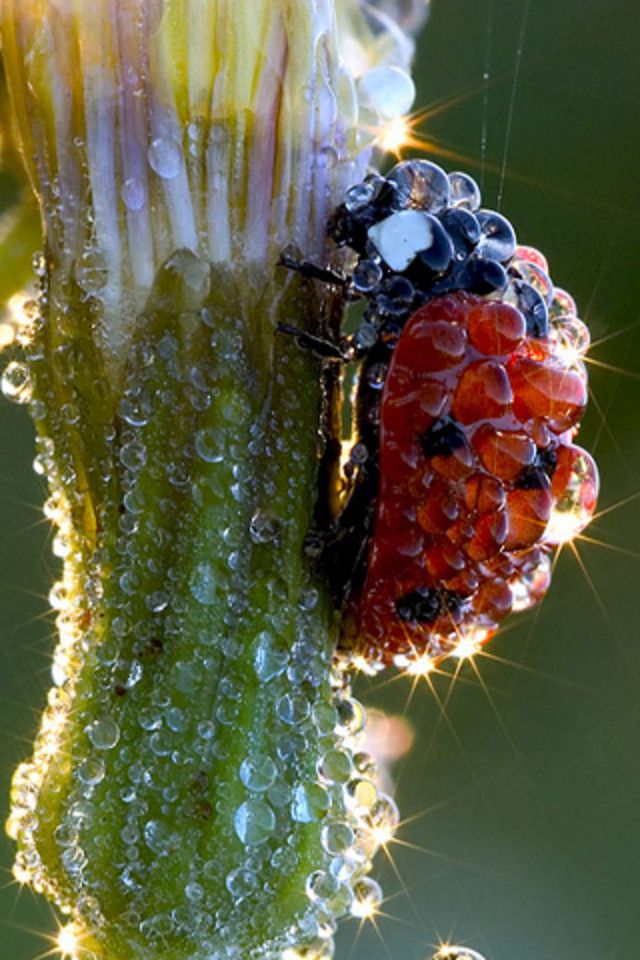 ladybug covered in dew drops