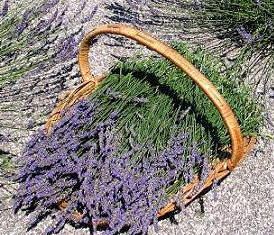 lavender sweet lavender