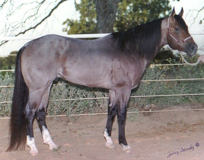quarter horses – Bing Images