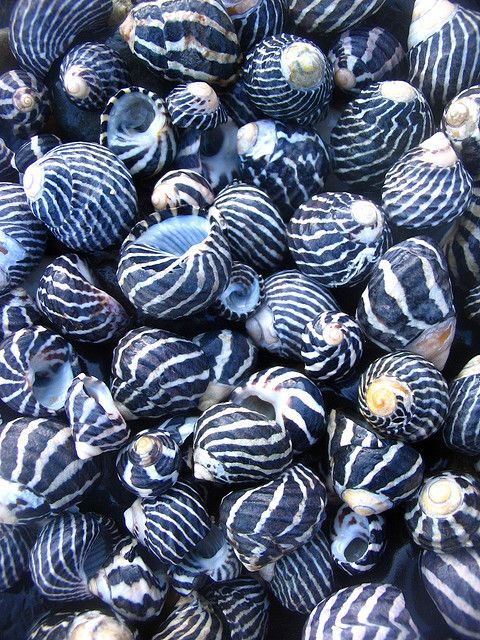 shells shells shells