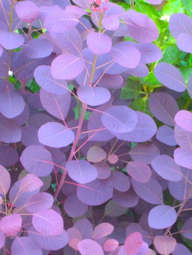 smoke bush – this is a wonderful bush for the garden. the blooms are very airy,
