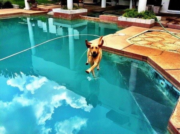 Well played, dog, well played…
