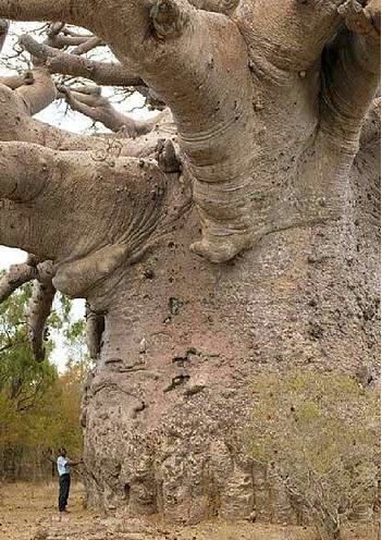 ✯ Boabab – Also known as the "tree of life", Baobab trees, foun