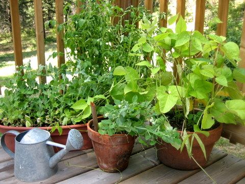 11 Fruits and Vegetables You Can Grow in a Pot