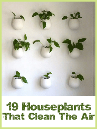 19 houseplants that clean toxins from the air – Aloe Vera, Areca Palm, Baby Rubb