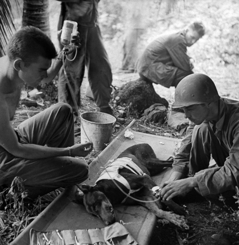 American troops treat a wounded dog on Orote Pennisula (W.Eugene Smith – Time &a