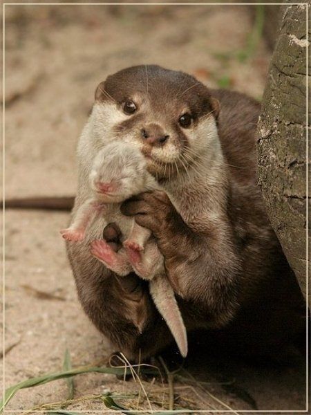 Awwww baby otter mama is so proud of her baby baby! {don’t judge me but i gasped