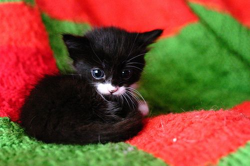 Baby Christmas Kitten