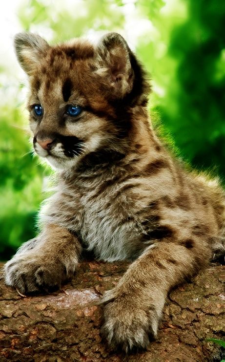 Baby Cougar