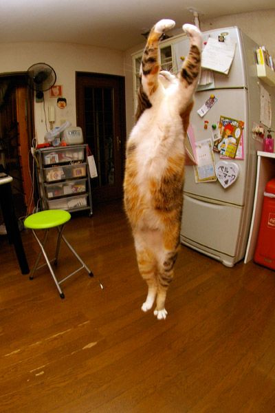Ballet #cat
