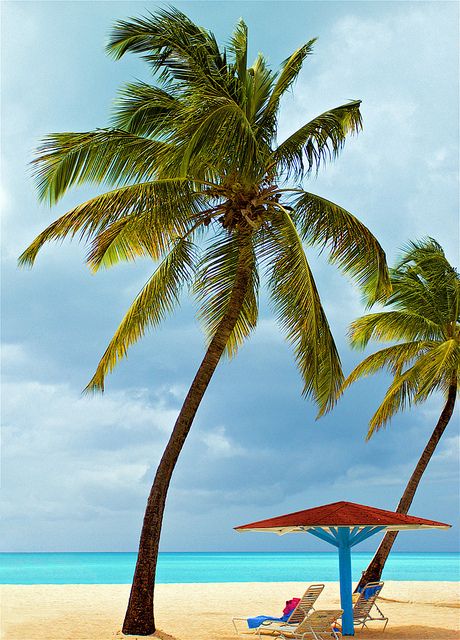 Beach Palm Tree Caribbean Vacation Destination Tropical Travel Antigua St. Marti