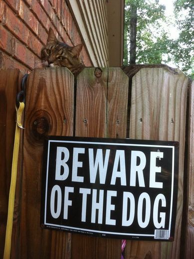 Beware of the Dog. Or the cat.