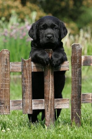 Black Lab Puppy on Fence!