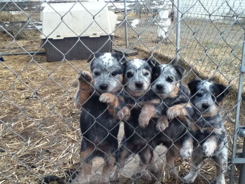 Blue Heeler pups