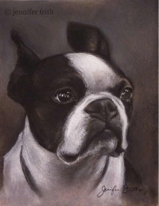 Boston Terrier – pet portrait