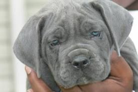 Cane Corso Puppy, aaawww, look at that face…