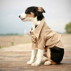 Canine Trench Coat