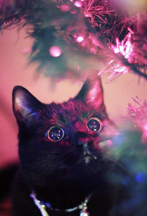 Christmas tree light hypnosis….