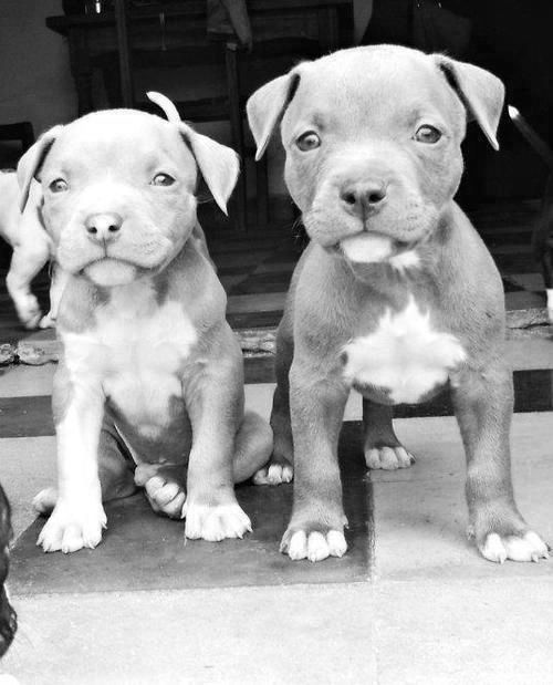 Cute Pit Bull puppies.