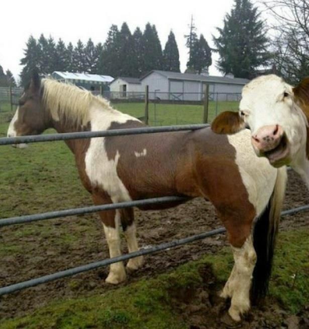 Dont know what funnier, Cow photobombing a horse or the fact that the horse is s