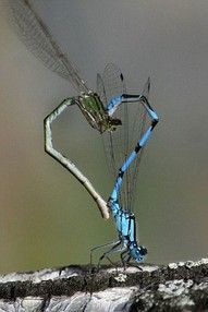 Dragonflies